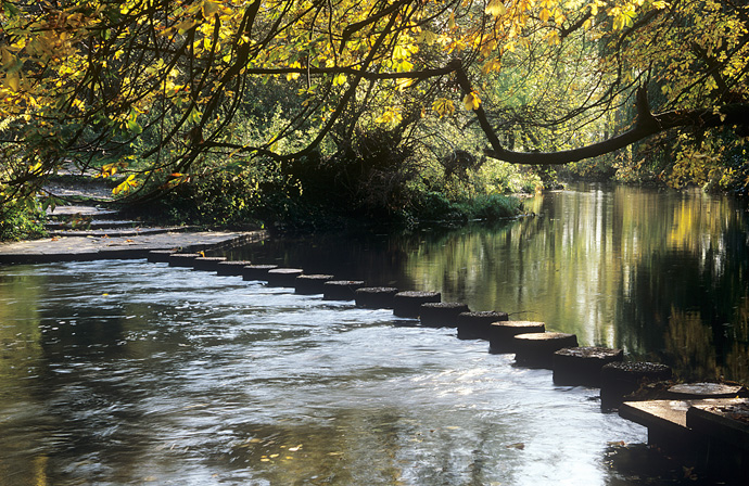 Surrey Woods/Autumn - ...