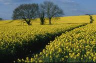 Yellow rape field near Gloucester