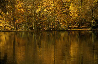 Copyright Roger Creber