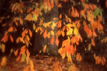 Autumn Cascade, Sheffield Park, East Sussex