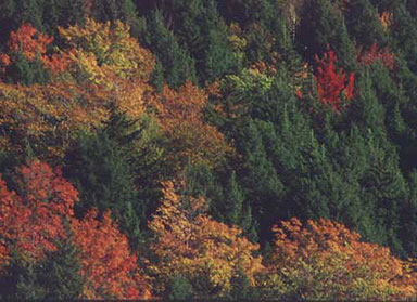 Autumn Tapestry near East Corinth, Vermont