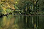 Autumn Reflections in the River Derwent, Borrowdale, Lake District, Cumbria, England, UK