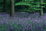Bluebell Wood, Staffhurst Wood Nature Reserve, near Oxted, Surrey, England, UK