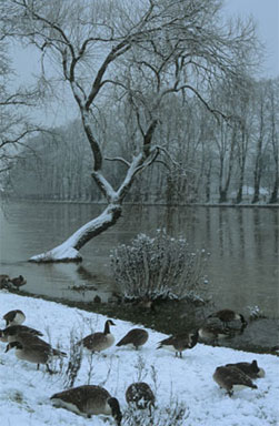 Copyright Roger Creber