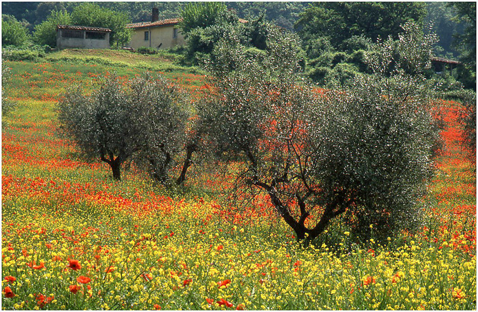 ARPS 04 Olive Trees amongst the Poppies