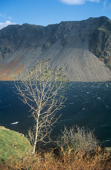 ARPS 07 Wastwater Tree