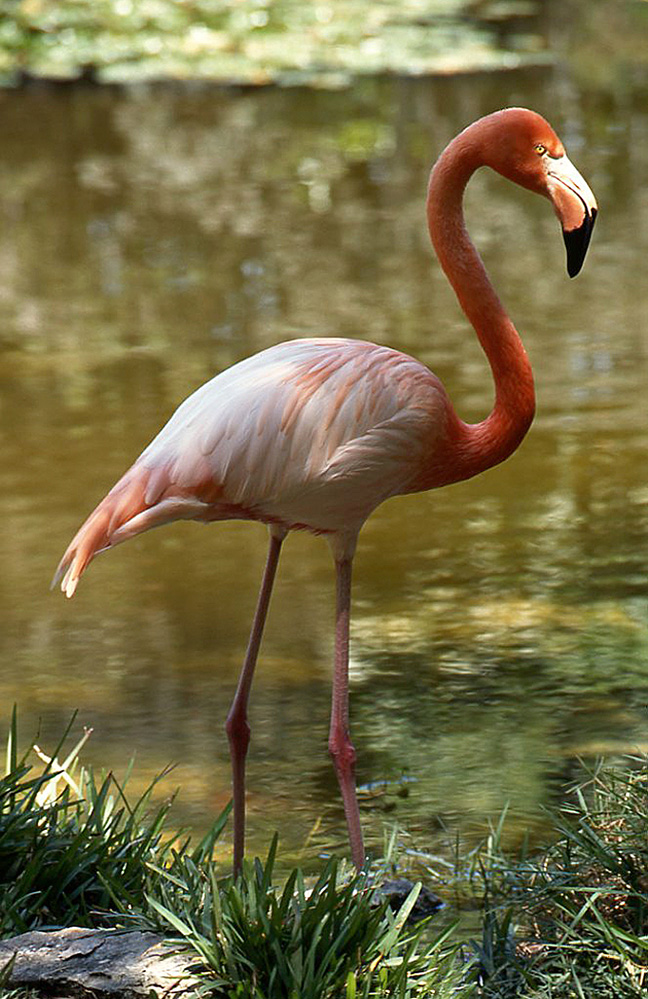 Antigua Flamingo
