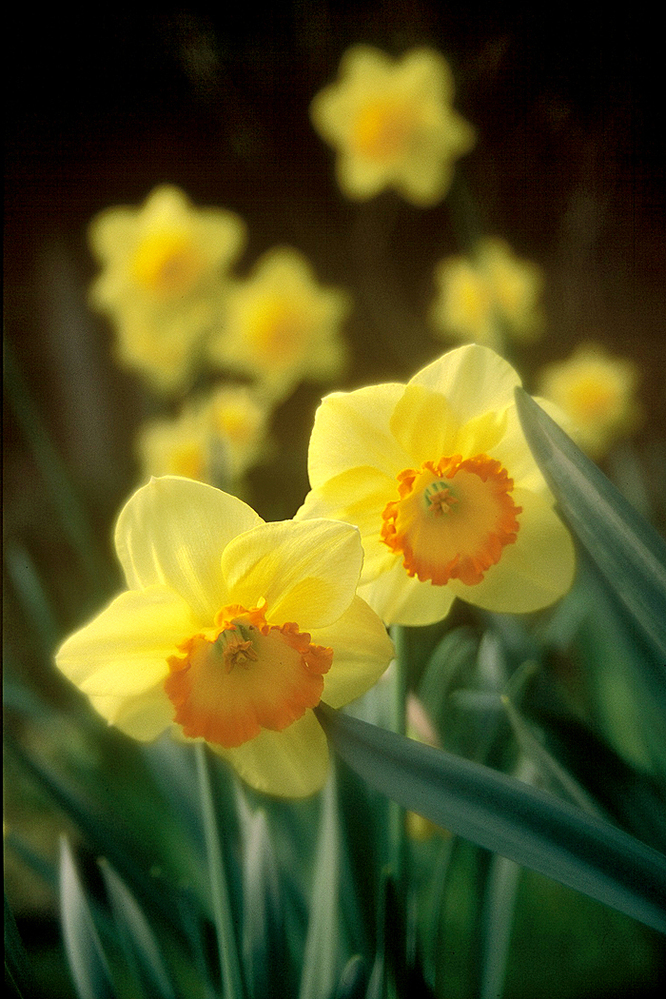 Daffodil Delight 