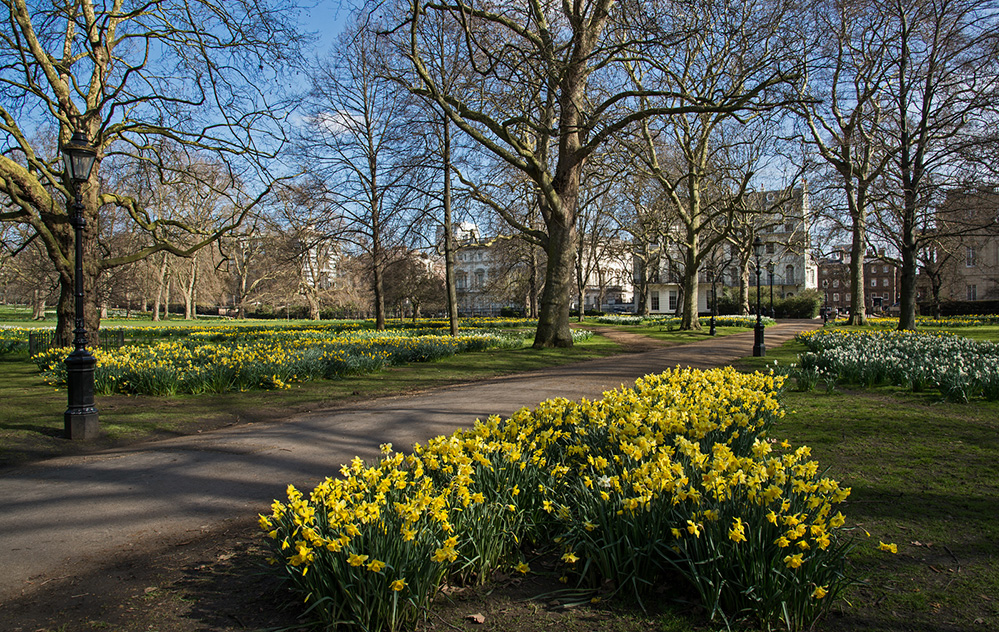 Daffodils in Green Park 