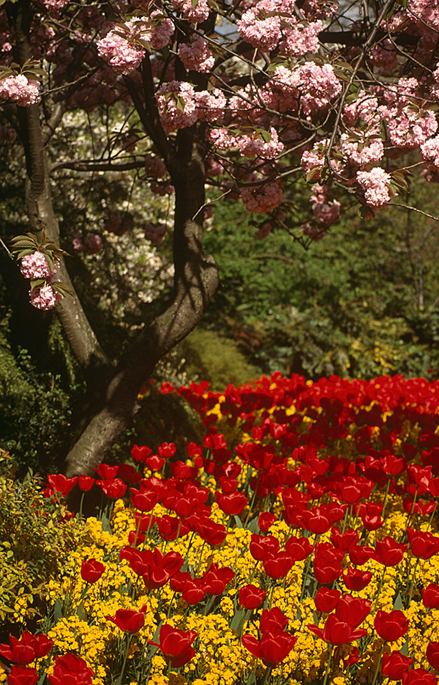 Spring Colour in St James's Park 