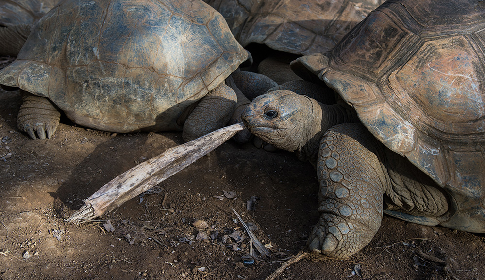 Giant Tortoise at La Vanille Reserve 3 