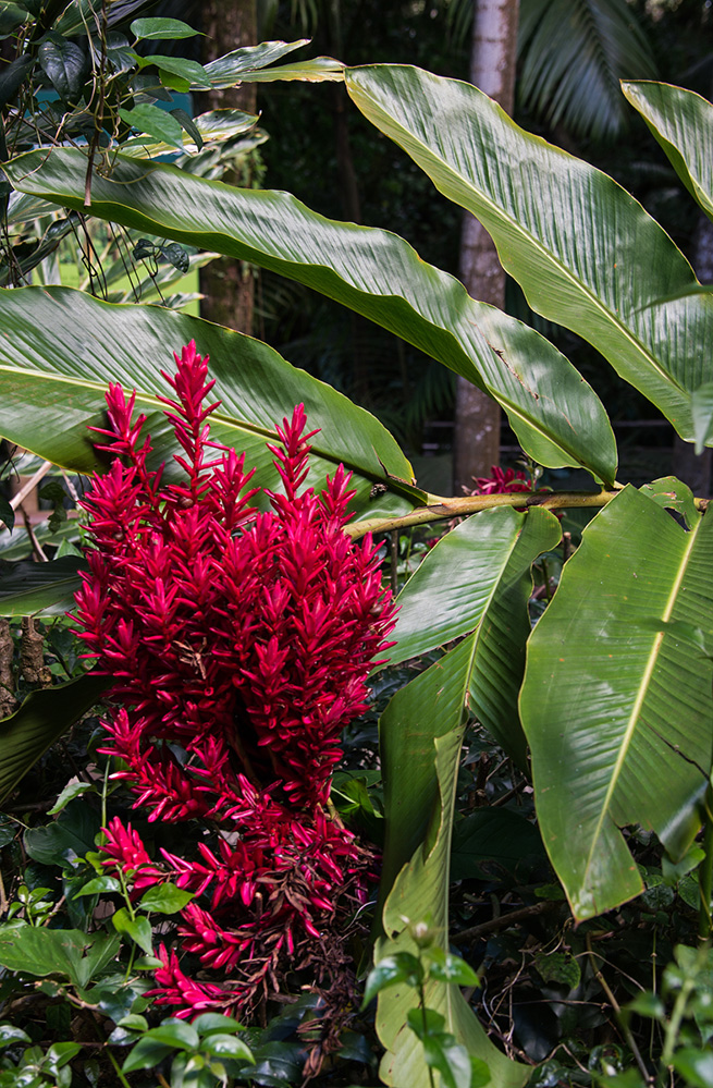 Tropical Flower at La Vanille Reserve 