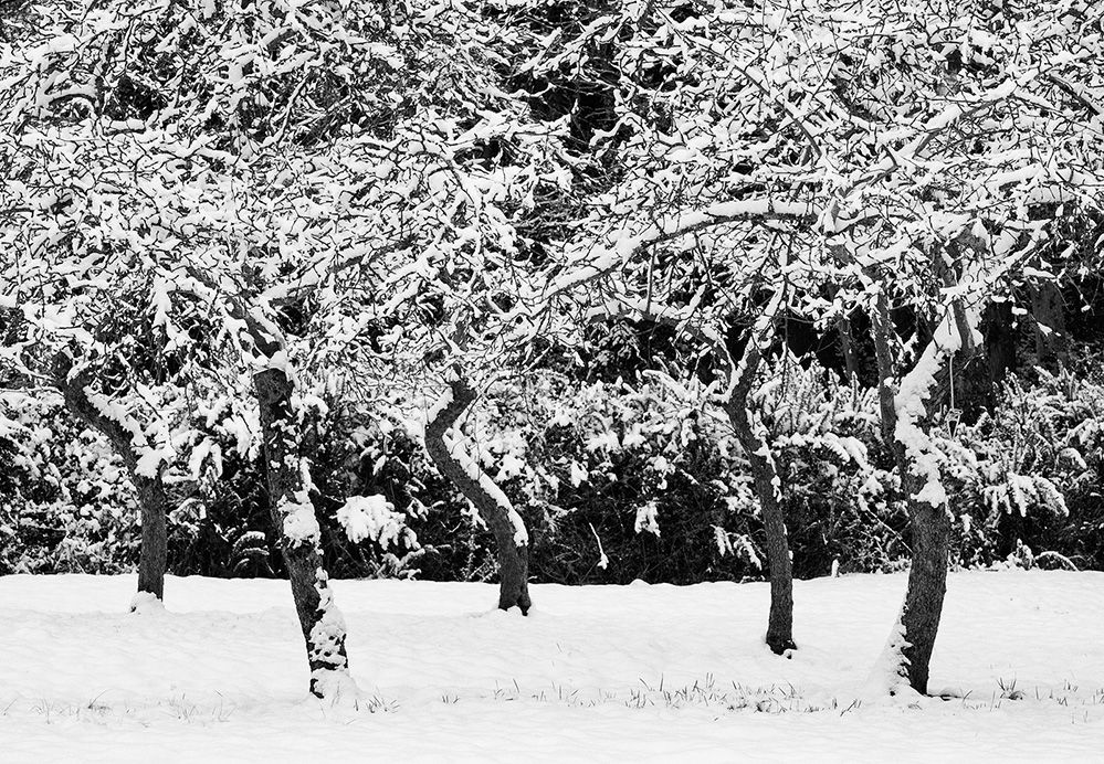 Snow Trunks Quintet, Landford, New Forest 