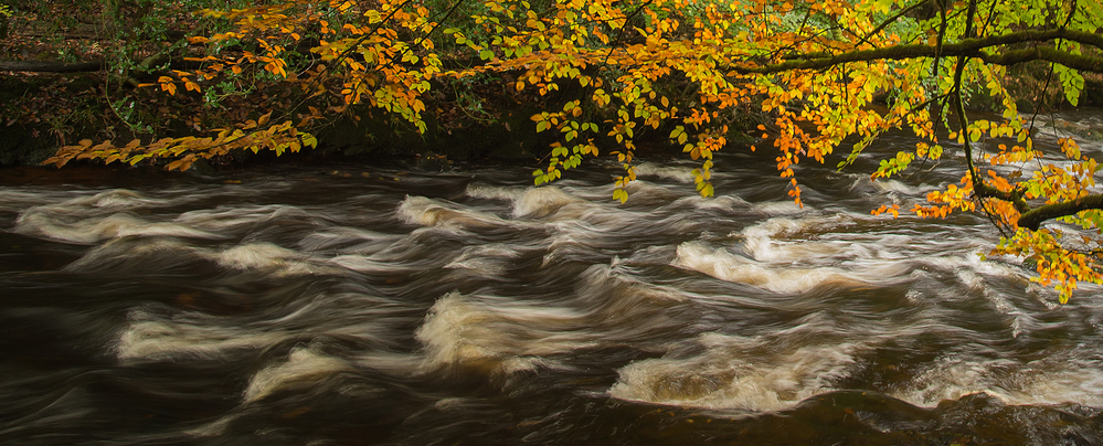 Devon Autumn Flow in the River Teign