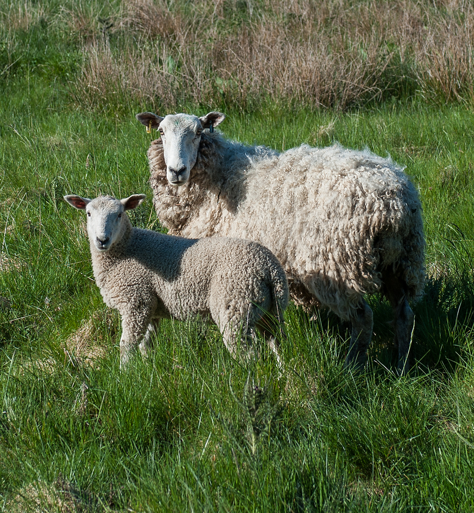 Devon Lamb and Ewe