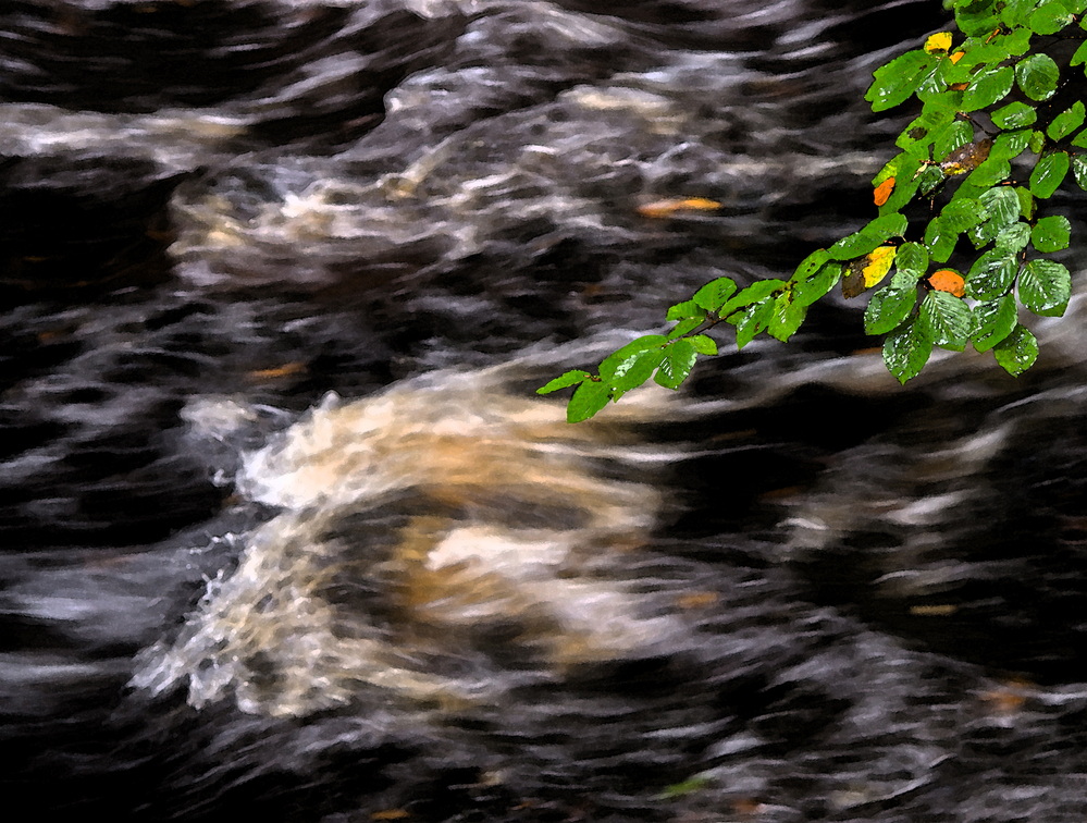 Devon Leaves and Rushing River Teign