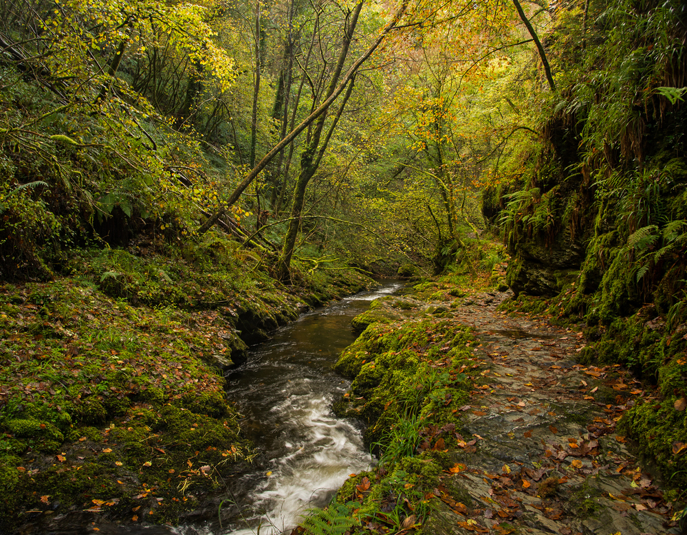 Devon Lydford Gorge in Autumn 2