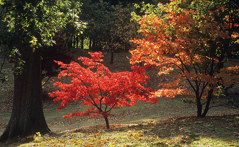 Autumn Acer Colour, Valley Gardens