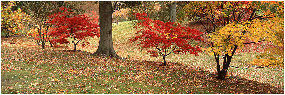 Autumn Acer Grove, Valley Gardens