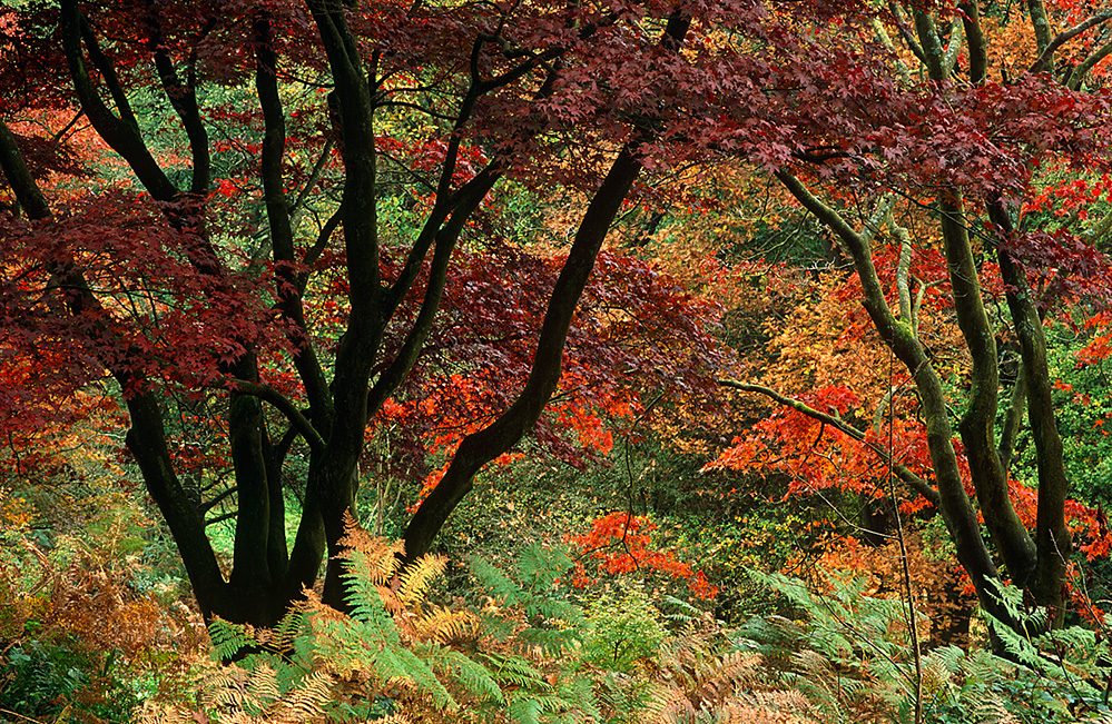 Autumn Acer Trees