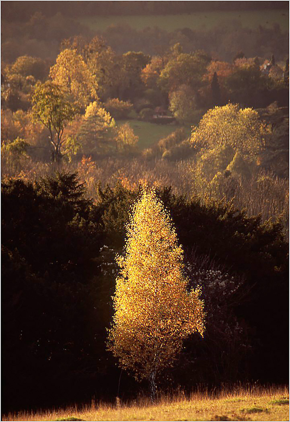 Autumn Autumn Light, Box Hill