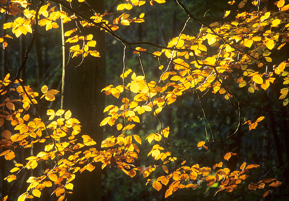 Autumn Beech Leaves, Esher Common