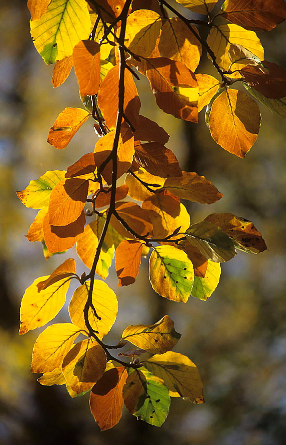 Autumn Beech Leaves, Virginia Water