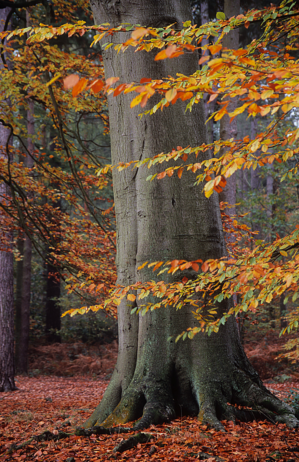 Autumn Beech Tree and Leaves, Virginia Water