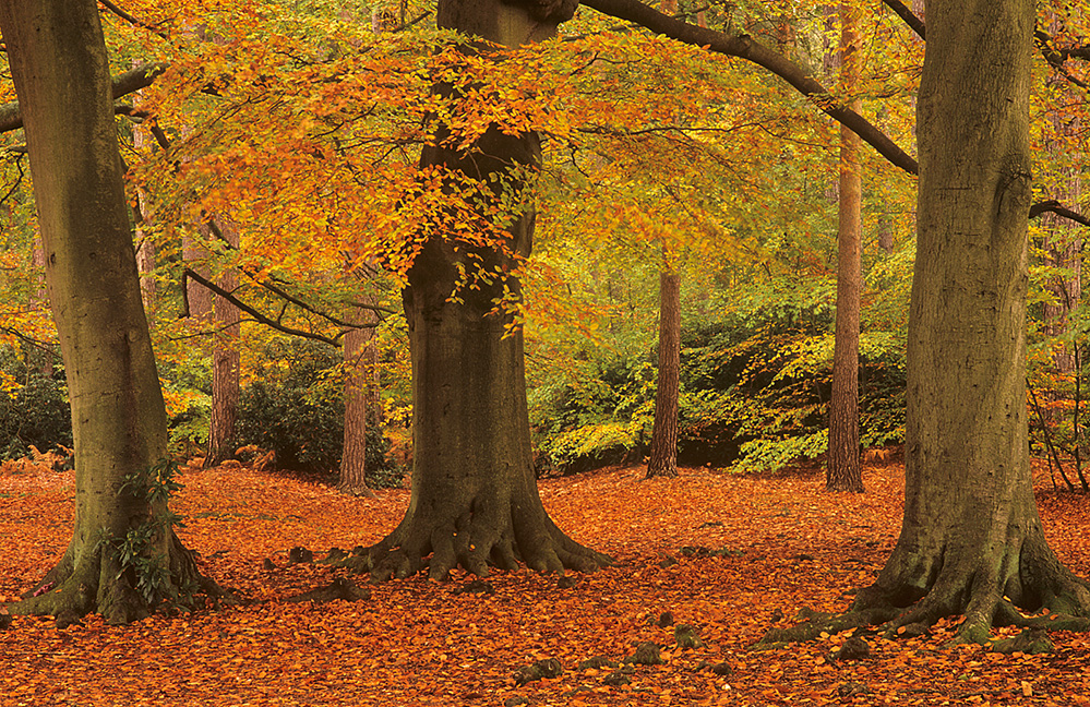 Autumn Beech Trees, Virginia Water