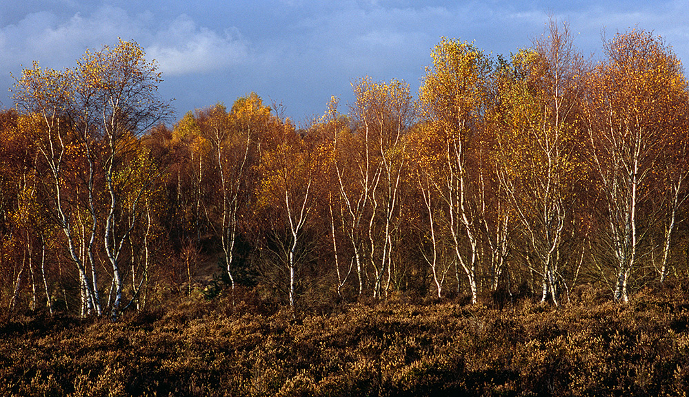 Autumn Birch Trees, Chobham Common