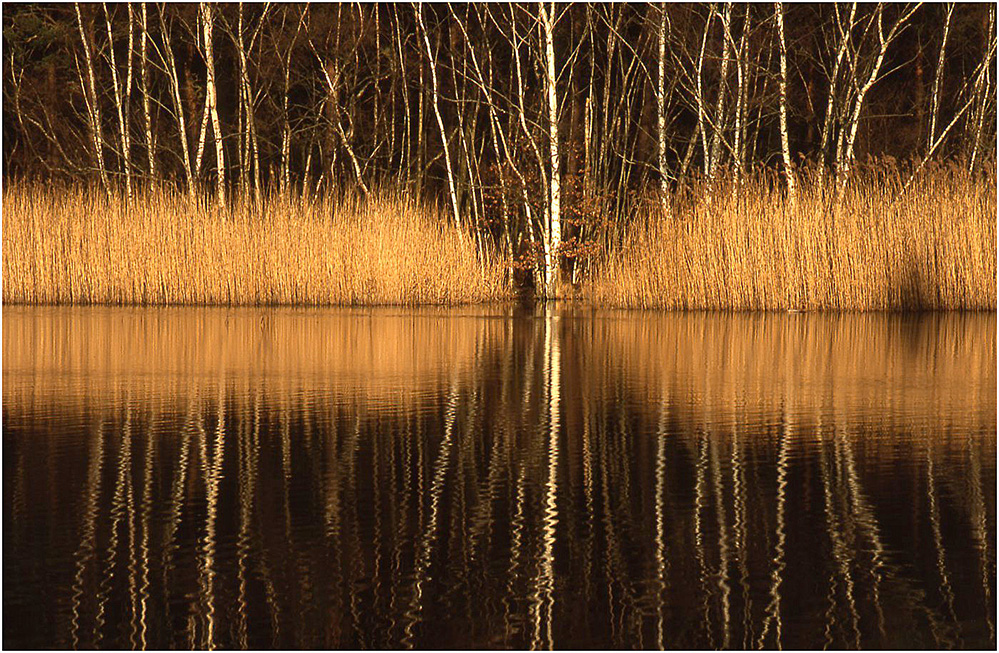 Autumn Birch and Reeds, Black Pond, Esher Common