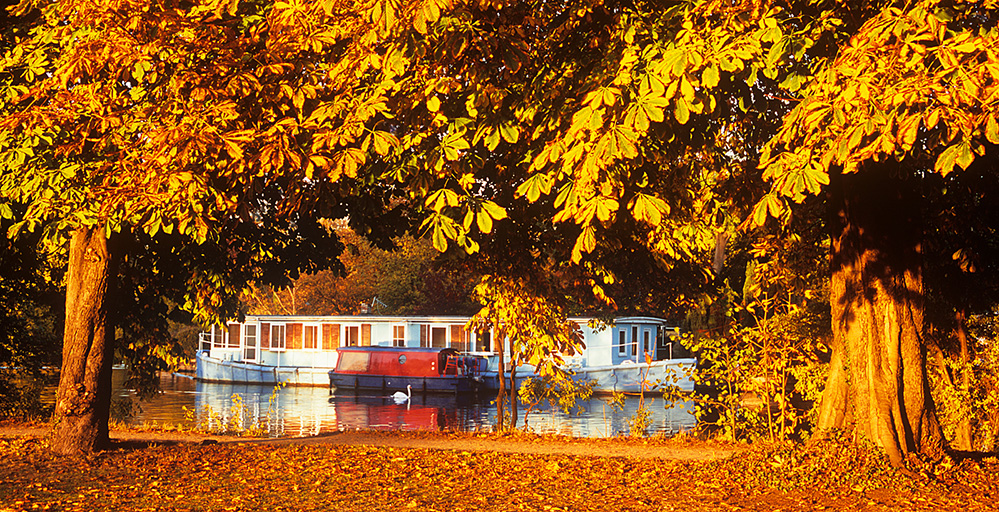 Autumn Chestnuts by the Thames, Molesey