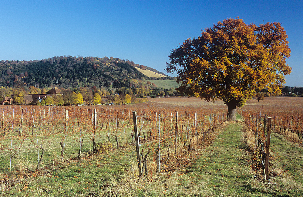 Autumn Denbies Wine Estate and Box Hill, Dorking