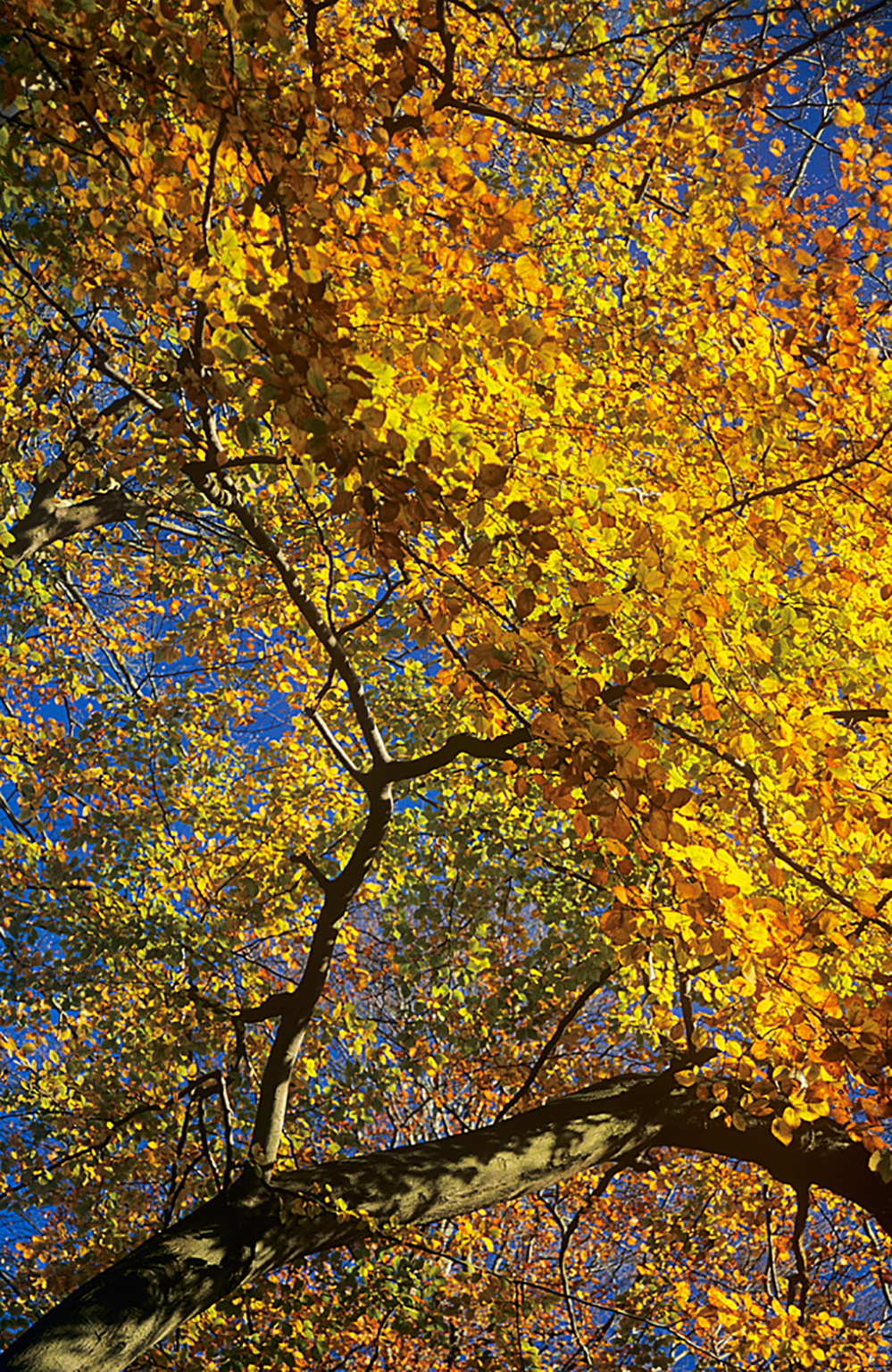 Autumn Golden Bough, Fairmile Common