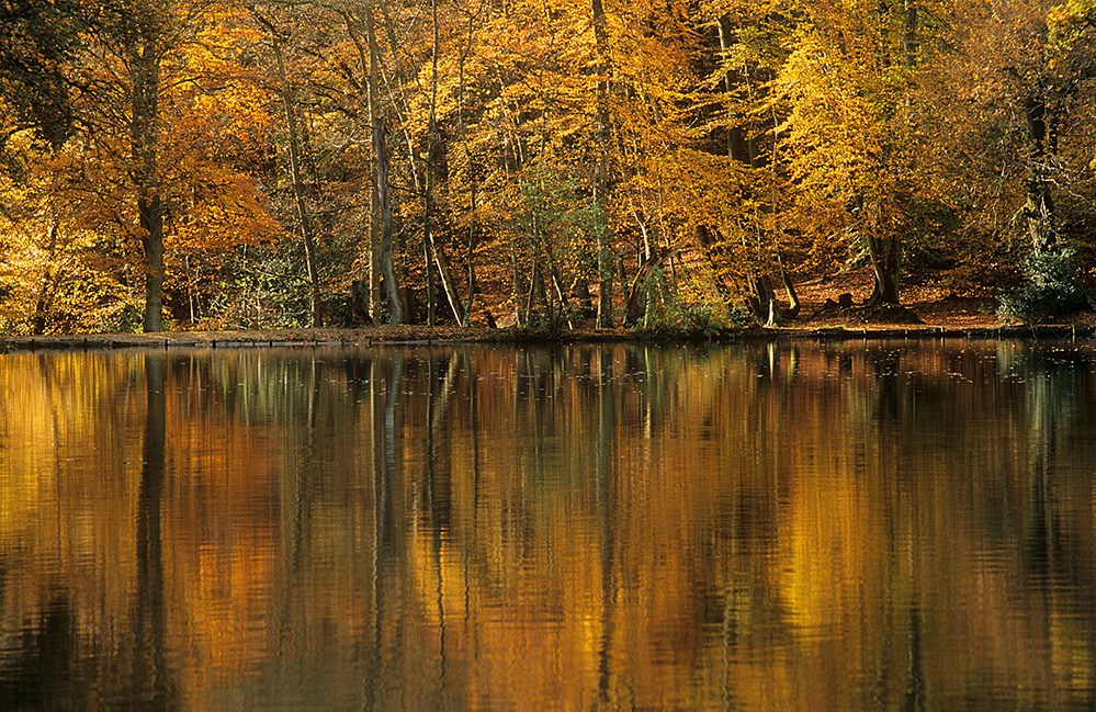 Autumn Golden Pond, Waggoners Wells, near Hindhead