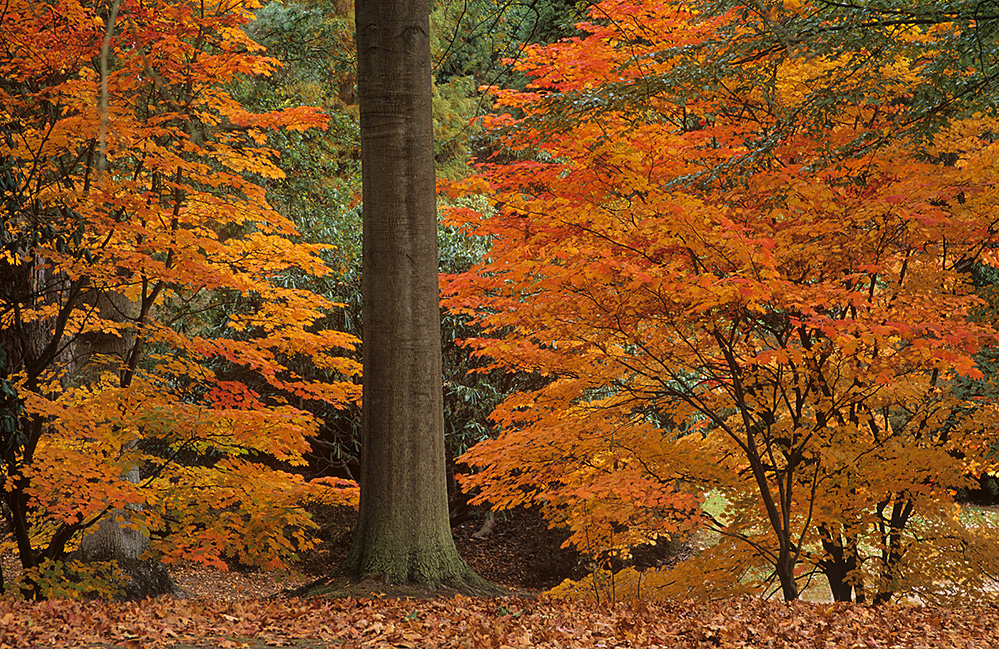 Autumn Maple Colour, Valley Gardens