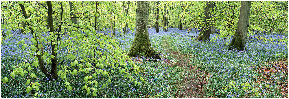 Spring Bluebell Copse Panorama, Old Simm's Copse