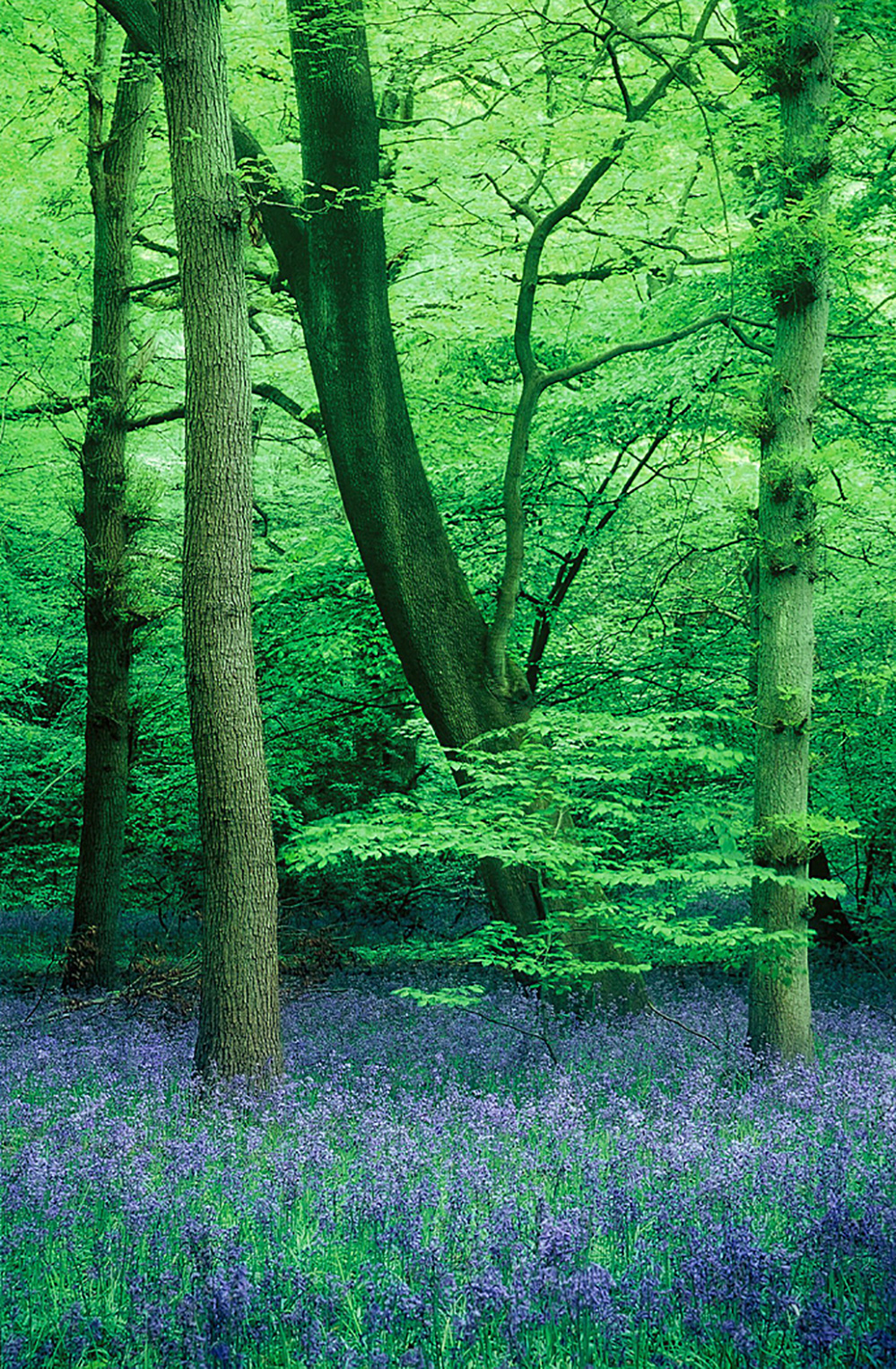 Spring Bluebell Glade, Staffhurst Wood