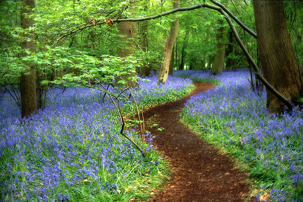 Spring Bluebell Path, Hatchlands Park