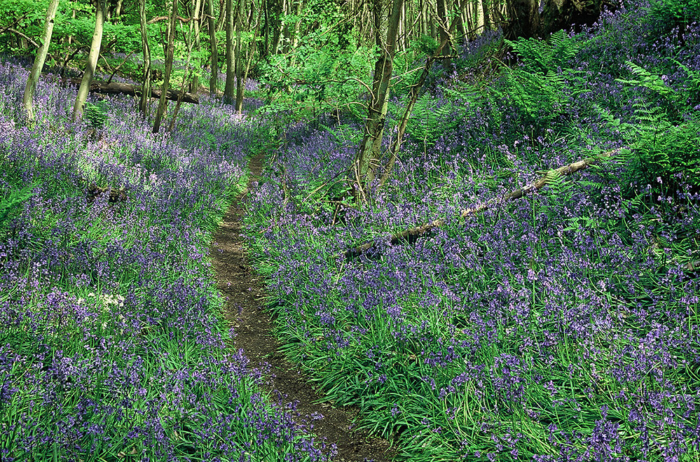 Spring Bluebell Path, Winkworth Arboretum