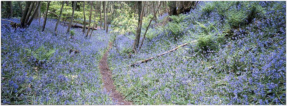 Spring Bluebell Path Panorama, Winkworth Arboretum