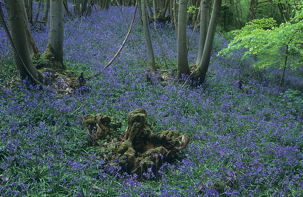 Spring Bluebell Wood, Winkworth Arboretum
