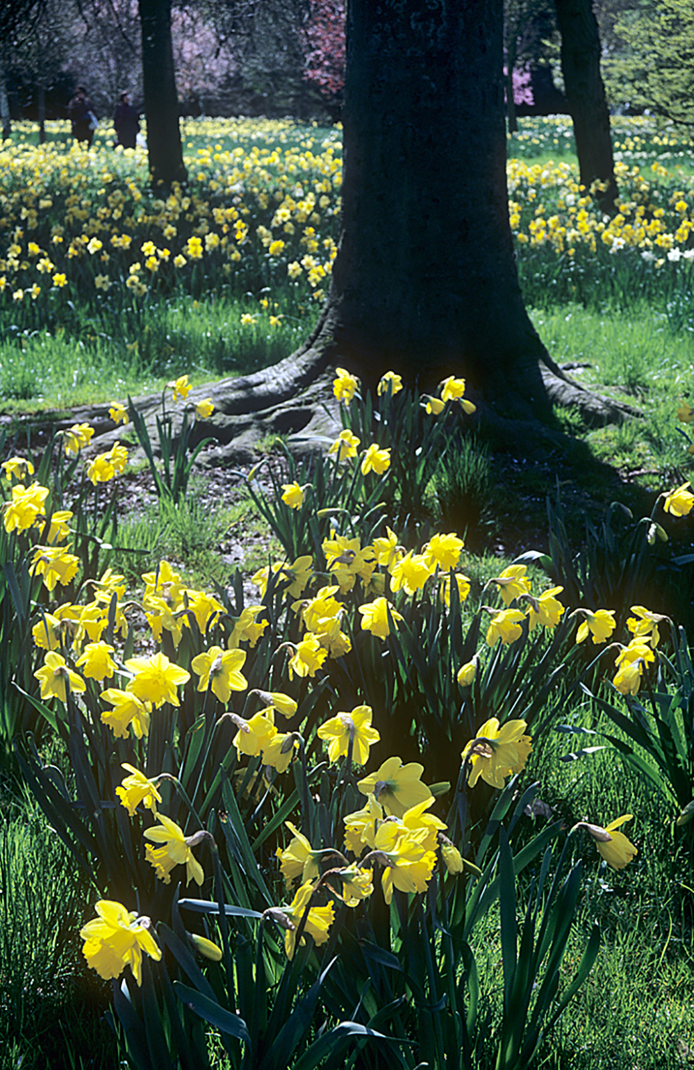 Spring Daffodil Display, Hampton Court