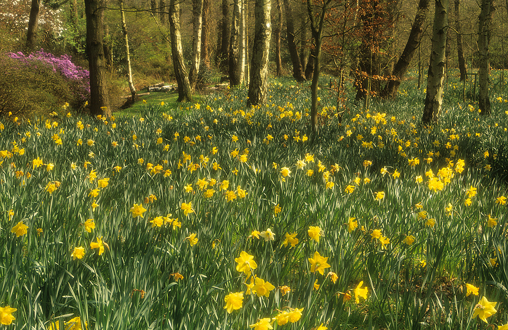 Spring Daffodil Glade, Bushy Park