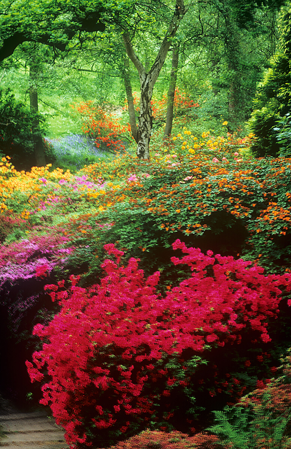 Spring Spring Colour, Valley Gardens