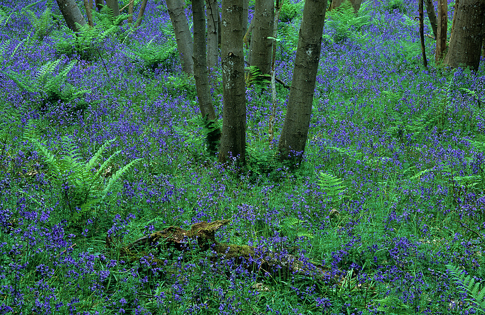 Spring Spring Colour, Winkworth Arboretum