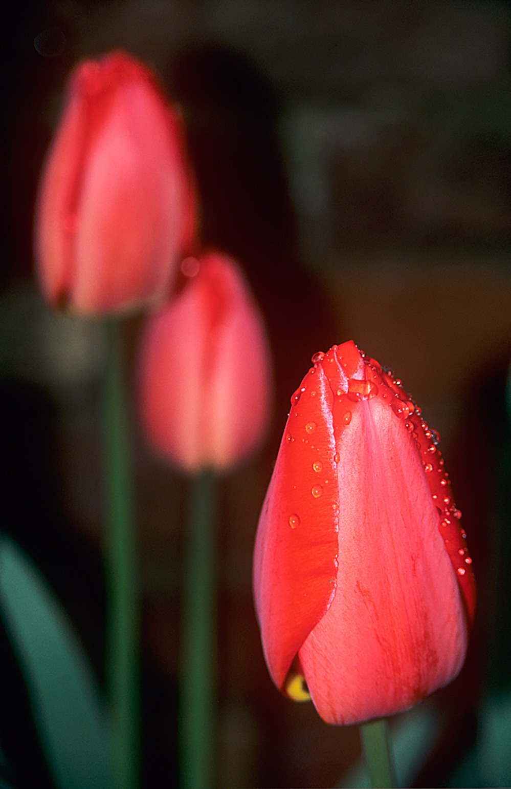 Spring Tulip Three