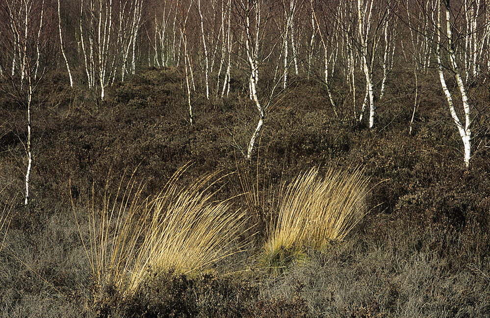 Winter Birch and Grasses, Chobham Common