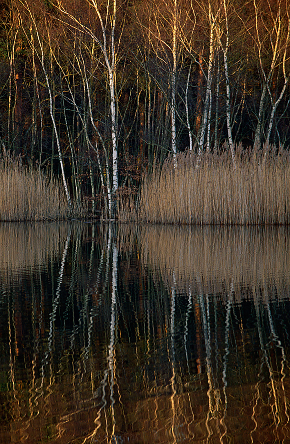 Winter Late Light, Black Pond, Esher Common