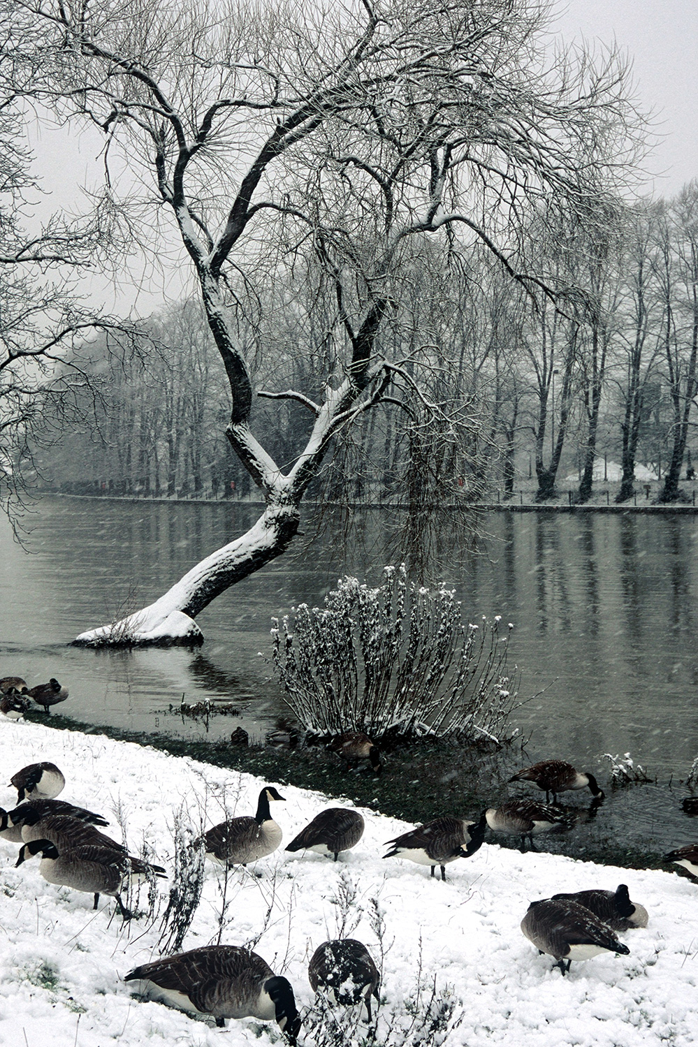 Winter Winter by the Thames, Molesey, Surrey